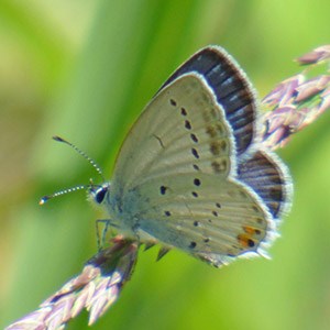 One of several Short-tailed Blues - Cupido alcetas © John Muddeman